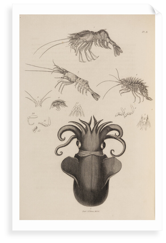 Marine invertebrates of the Arctic seas by unknown