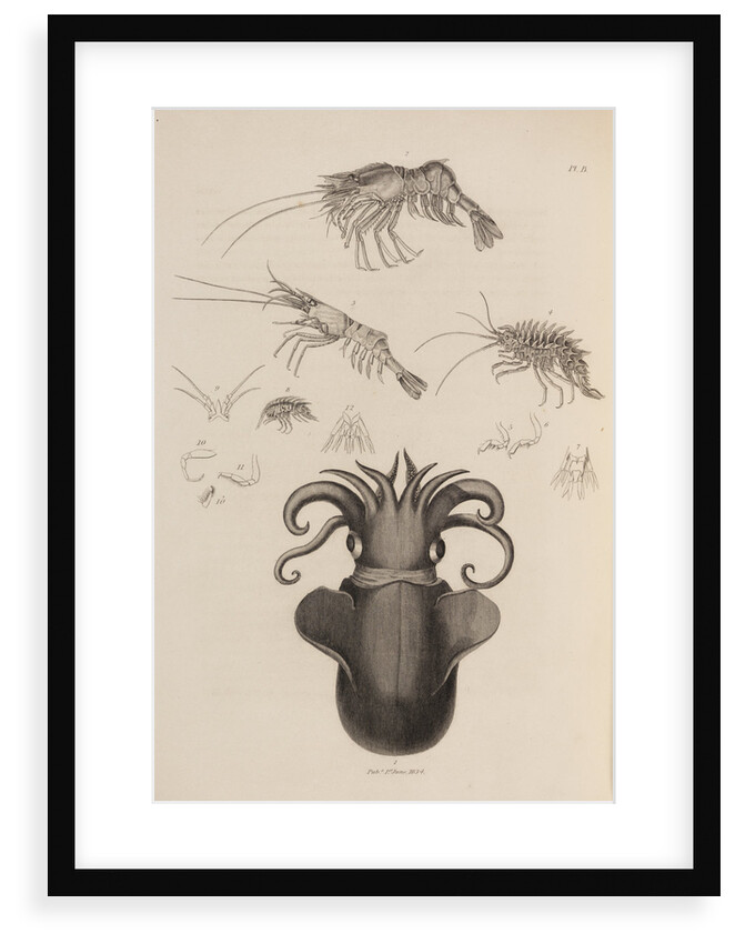 Marine invertebrates of the Arctic seas by unknown