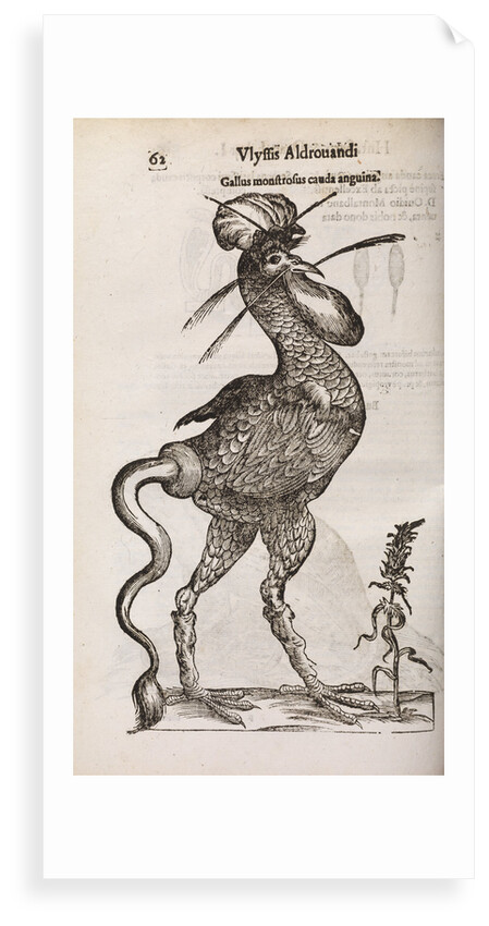 A 'monstrous cockerel with a snake's tail' by unknown