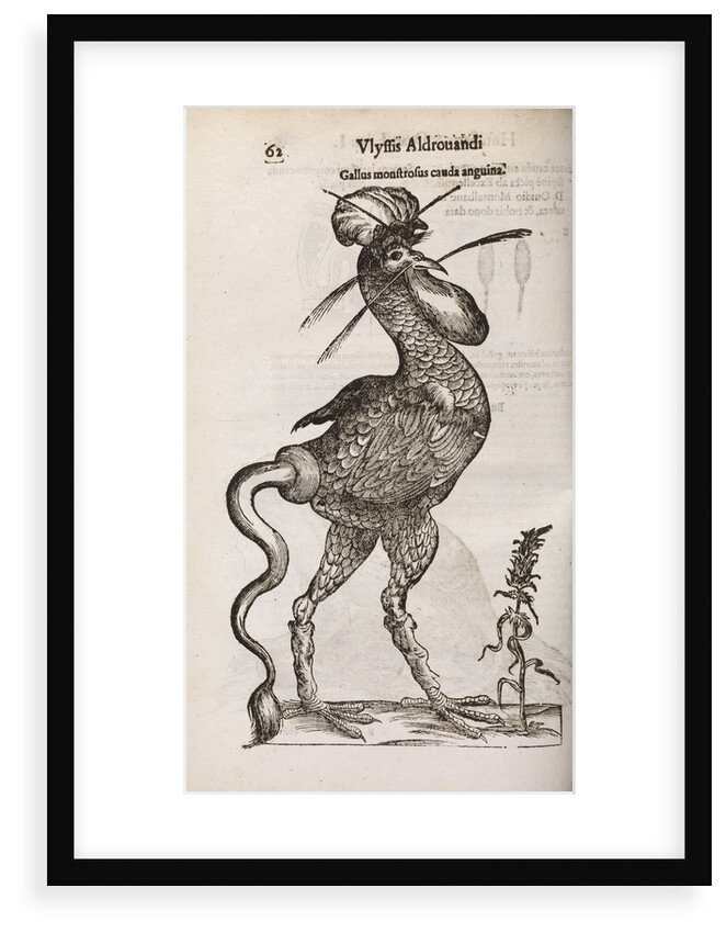 A 'monstrous cockerel with a snake's tail' by unknown