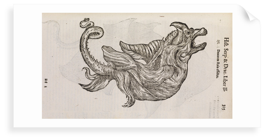 A 'dragon' made from fish parts by unknown