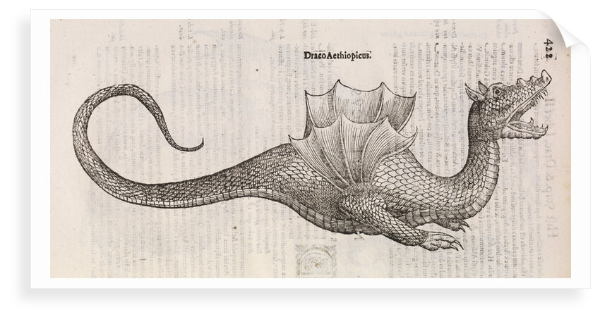 An 'Ethiopian dragon' by unknown