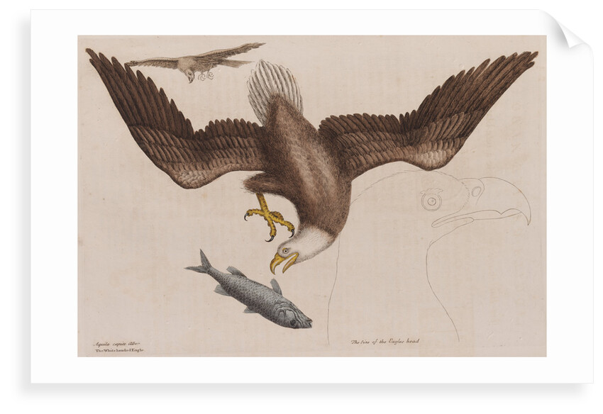 The bald eagle by Mark Catesby