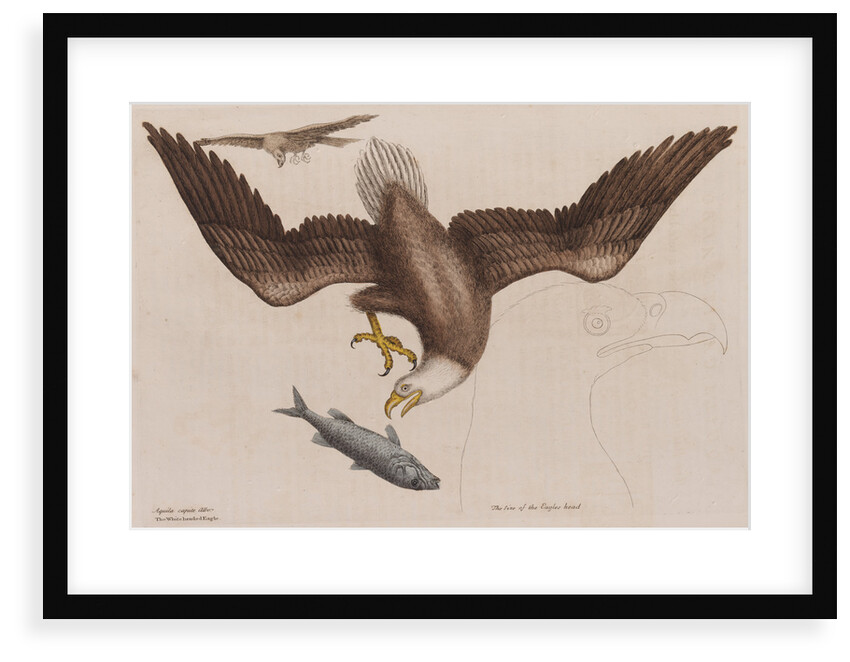 The bald eagle by Mark Catesby