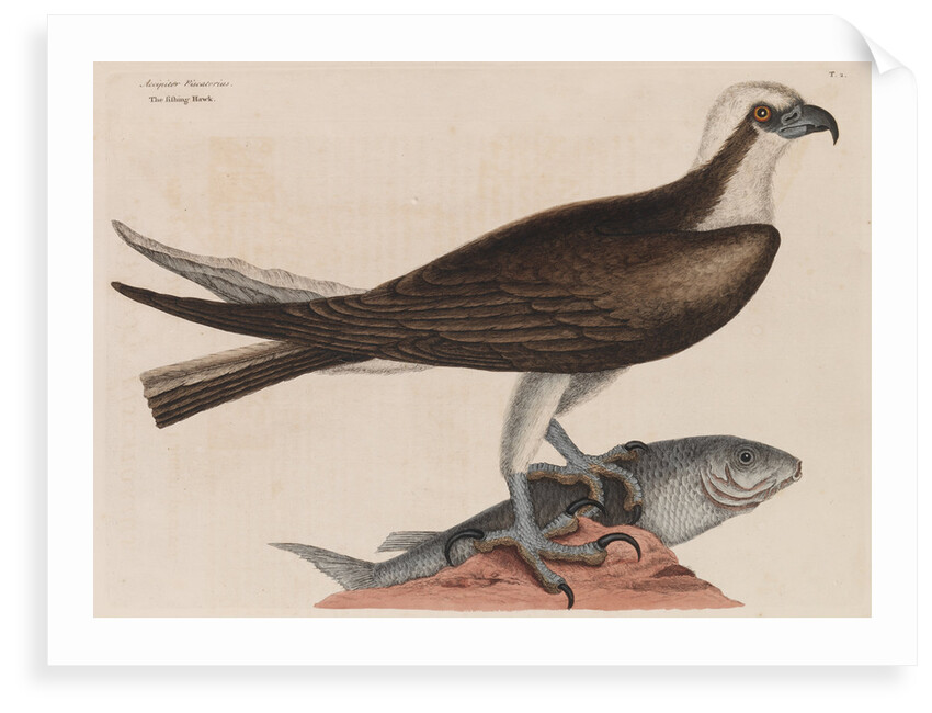 The fishing hawk by Mark Catesby