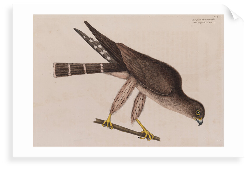 The pigeon-hawk by Mark Catesby
