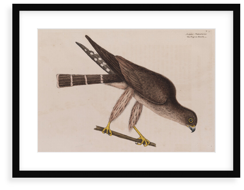 The pigeon-hawk by Mark Catesby