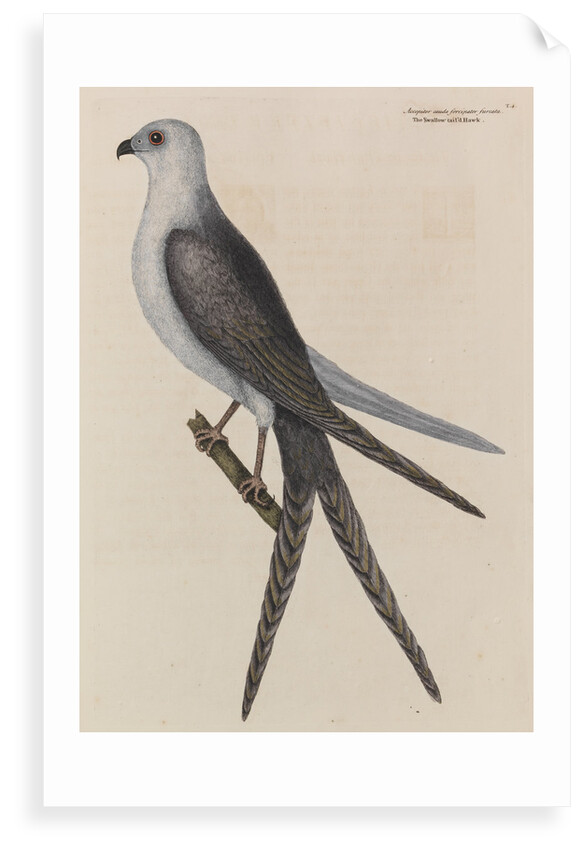 The swallow-tail hawk by Mark Catesby