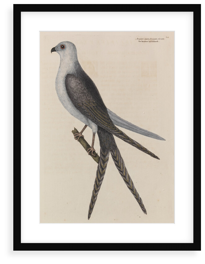 The swallow-tail hawk by Mark Catesby