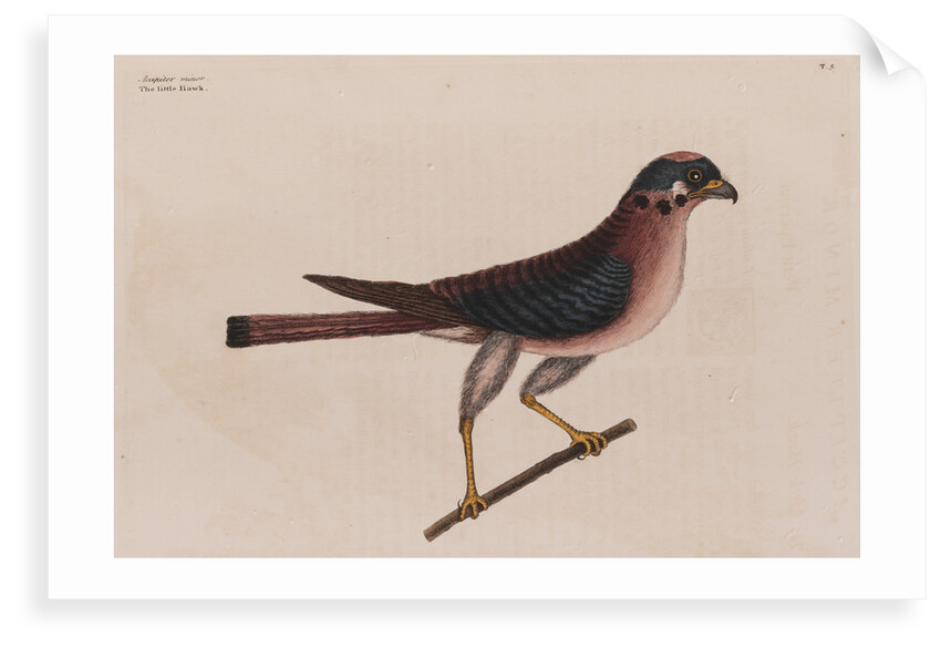 The little hawk by Mark Catesby