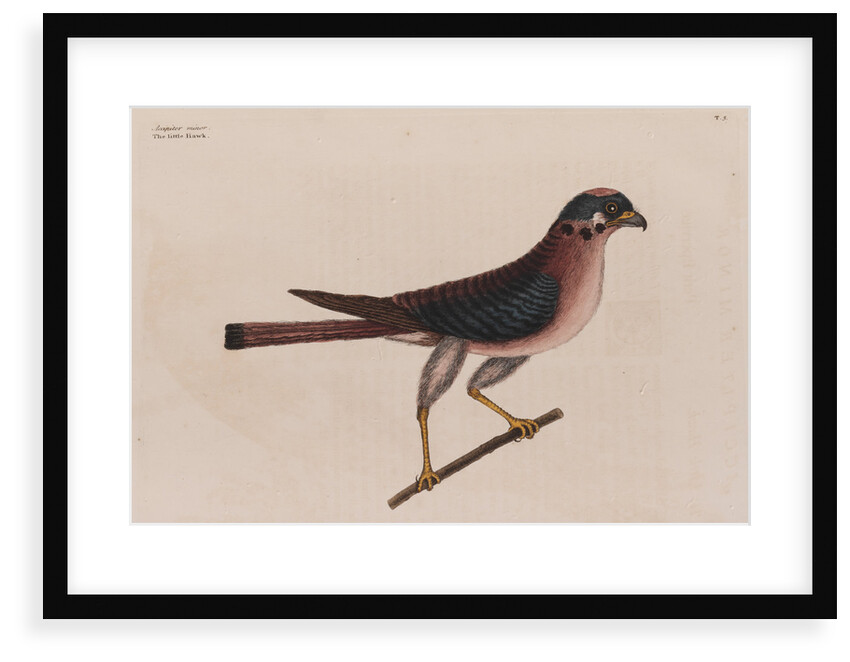 The little hawk by Mark Catesby