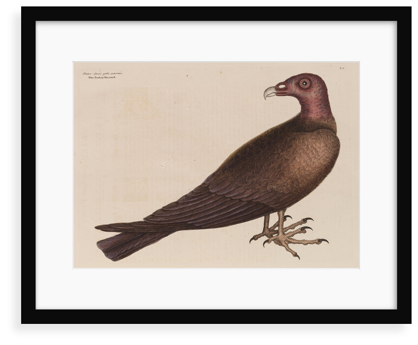 The turkey buzzard by Mark Catesby