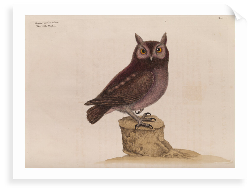 The little owl by Mark Catesby