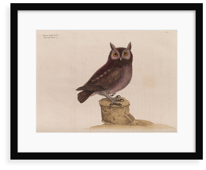The little owl by Mark Catesby