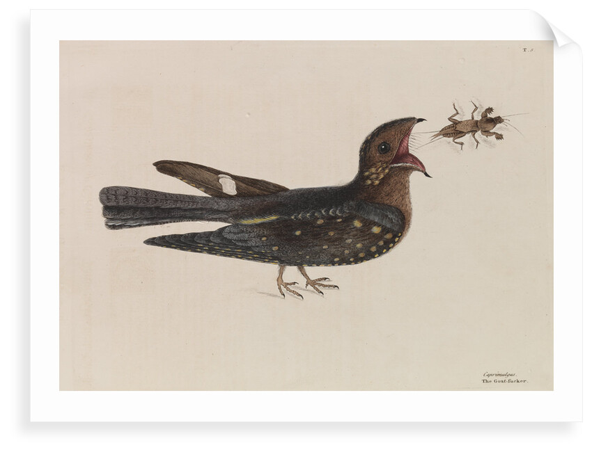 The 'goat-sucker of Carolina' by Mark Catesby