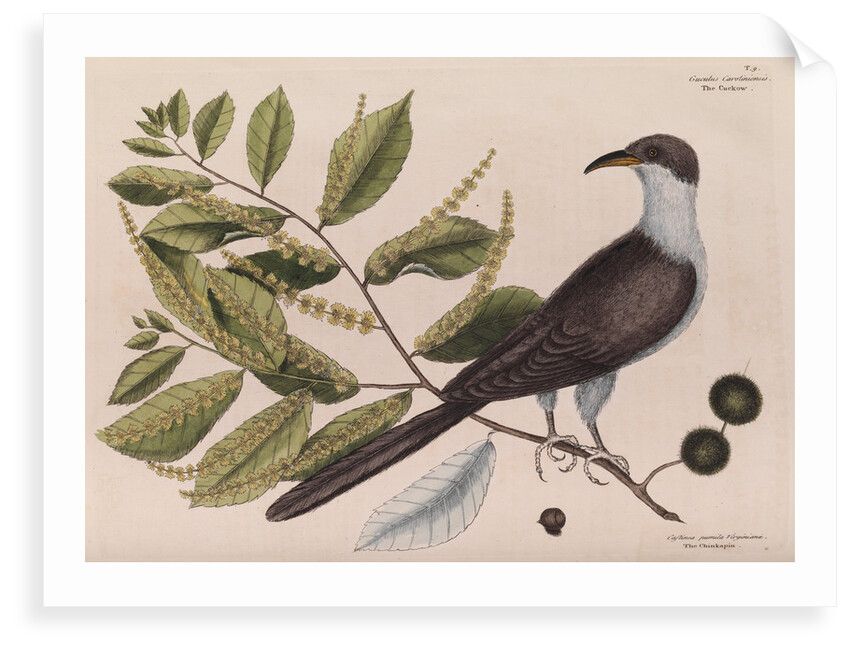 The 'cuckow of Carolina and the chinkapin' by Mark Catesby