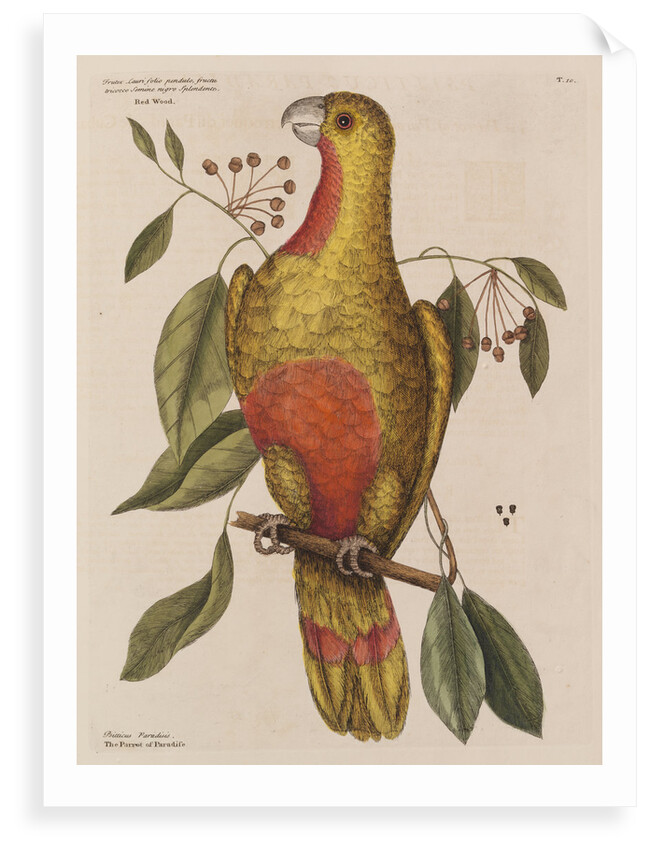 The parrot of paradise of Cuba and the red-wood by Mark Catesby