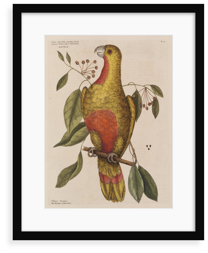 The parrot of paradise of Cuba and the red-wood by Mark Catesby