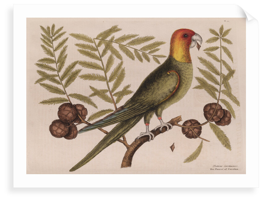 The parrot of Carolina and the cypress of America by Mark Catesby