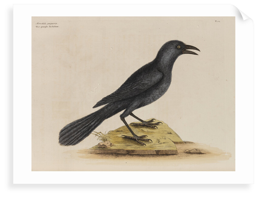 'The purple jack-daw' by Mark Catesby