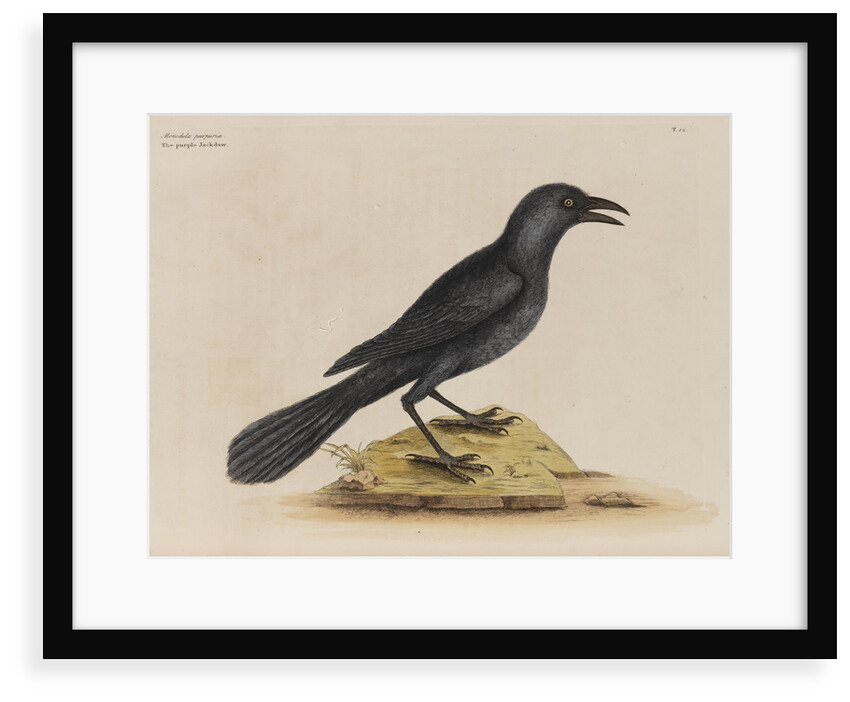 'The purple jack-daw' by Mark Catesby