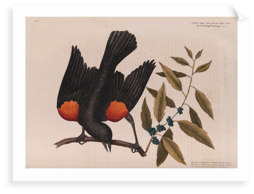 The 'red wing'd starling' and the 'broad-leaved candle-berry myrtle' by Mark Catesby