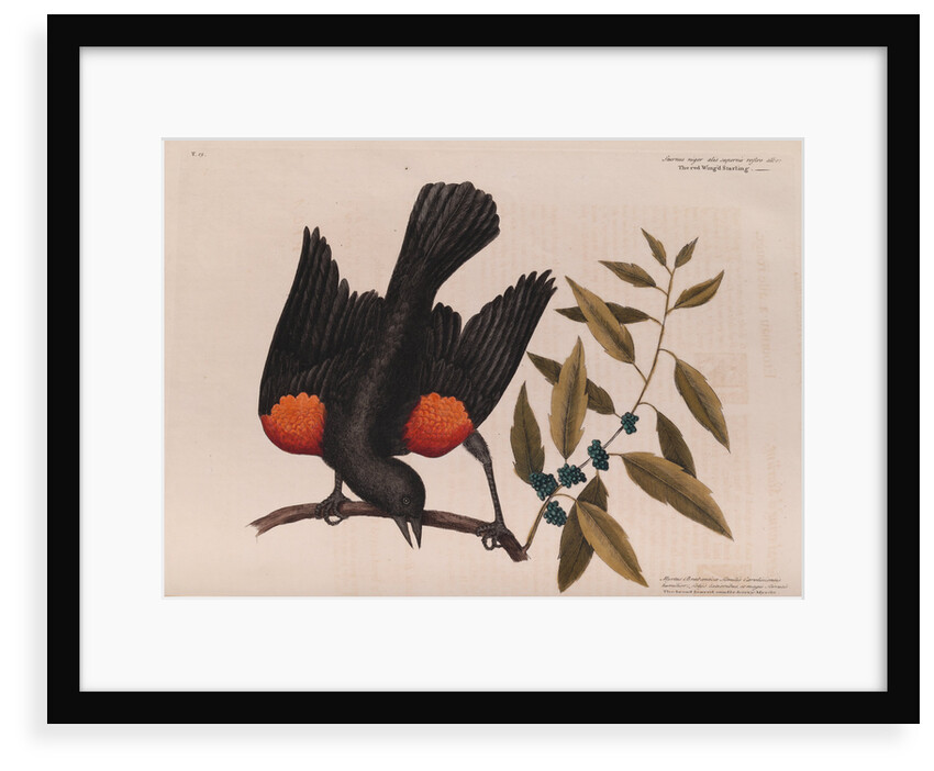 The 'red wing'd starling' and the 'broad-leaved candle-berry myrtle' by Mark Catesby