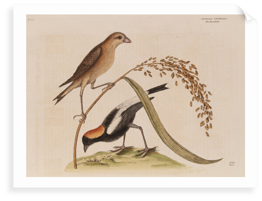 The 'rice-bird' by Mark Catesby