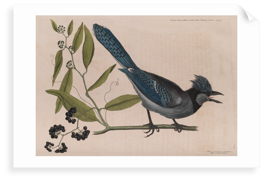 The 'blew jay' and the 'bay-leaved smilax' by Mark Catesby