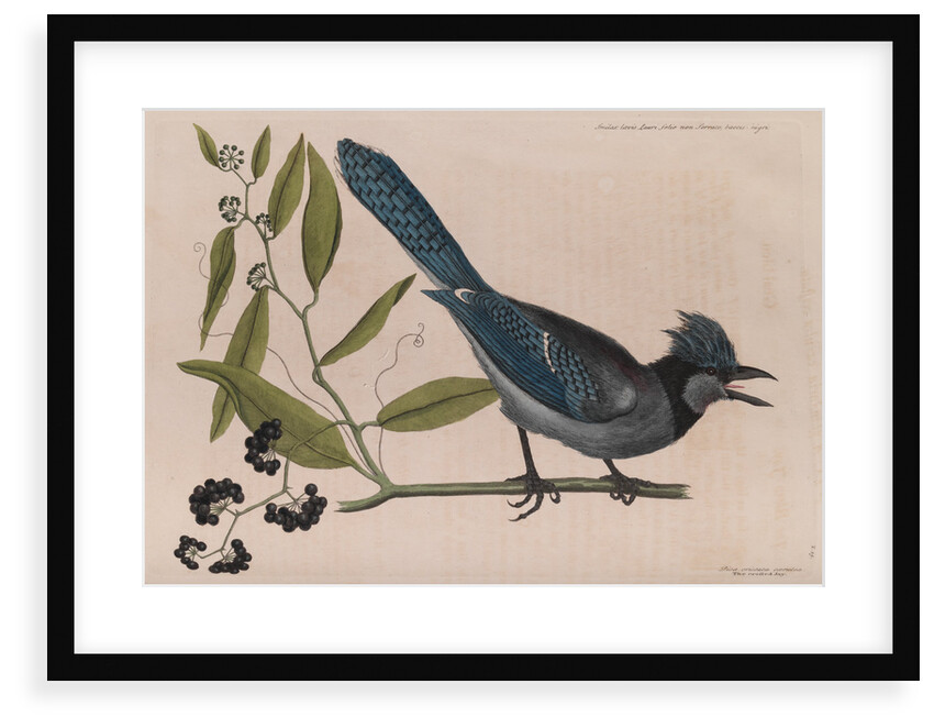 The 'blew jay' and the 'bay-leaved smilax' by Mark Catesby