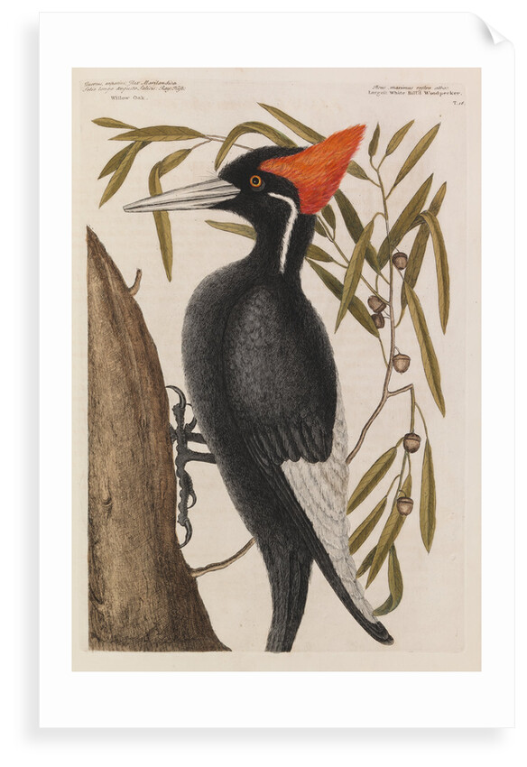 The 'largest white-bill wood-pecker' and the 'willow oak' by Mark Catesby