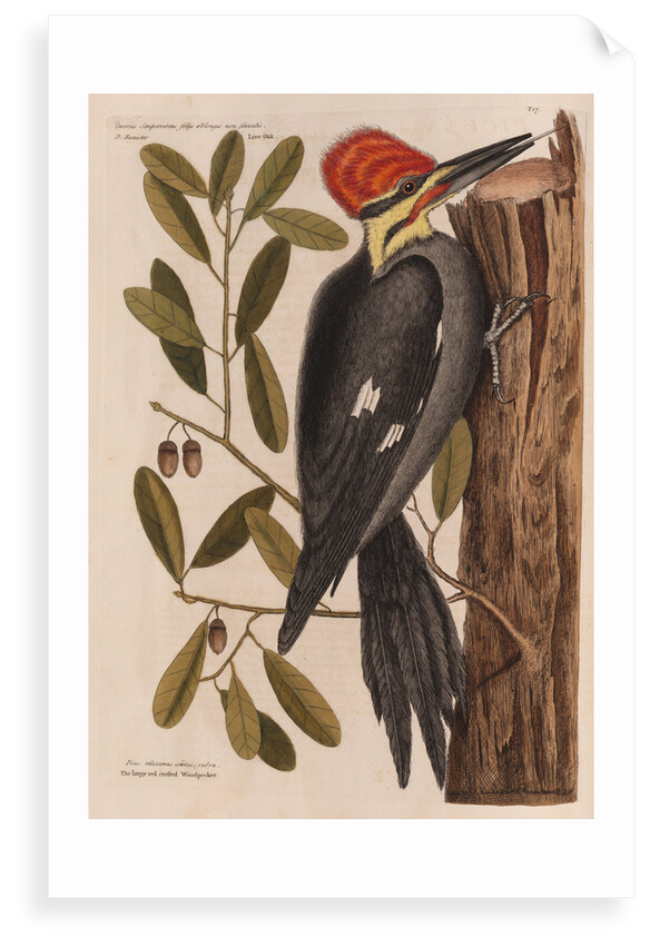 The 'larger red-crested wood-pecker' and the 'live oak' by Mark Catesby