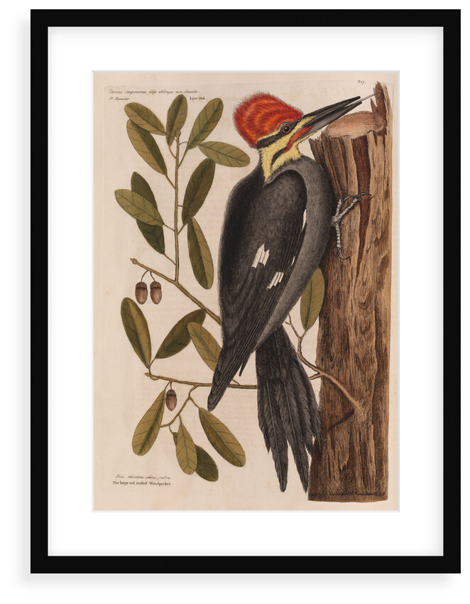 The 'larger red-crested wood-pecker' and the 'live oak' by Mark Catesby