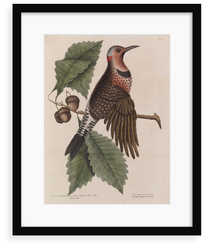 The 'gold-winged wood-pecker' and the 'chesnut-oak' by Mark Catesby