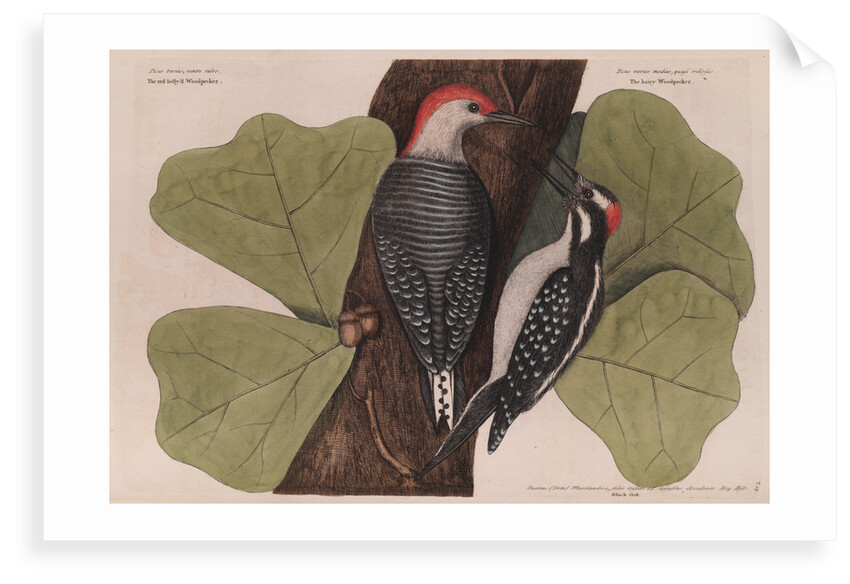 The 'red-bellied wood-pecker', the 'hairy wood-pecker' and the 'black oak' by Mark Catesby