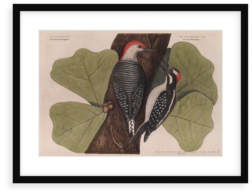 The 'red-bellied wood-pecker', the 'hairy wood-pecker' and the 'black oak' by Mark Catesby
