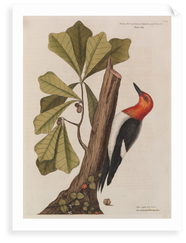 The 'red-headed wood-pecker' and the 'water oak' by Mark Catesby