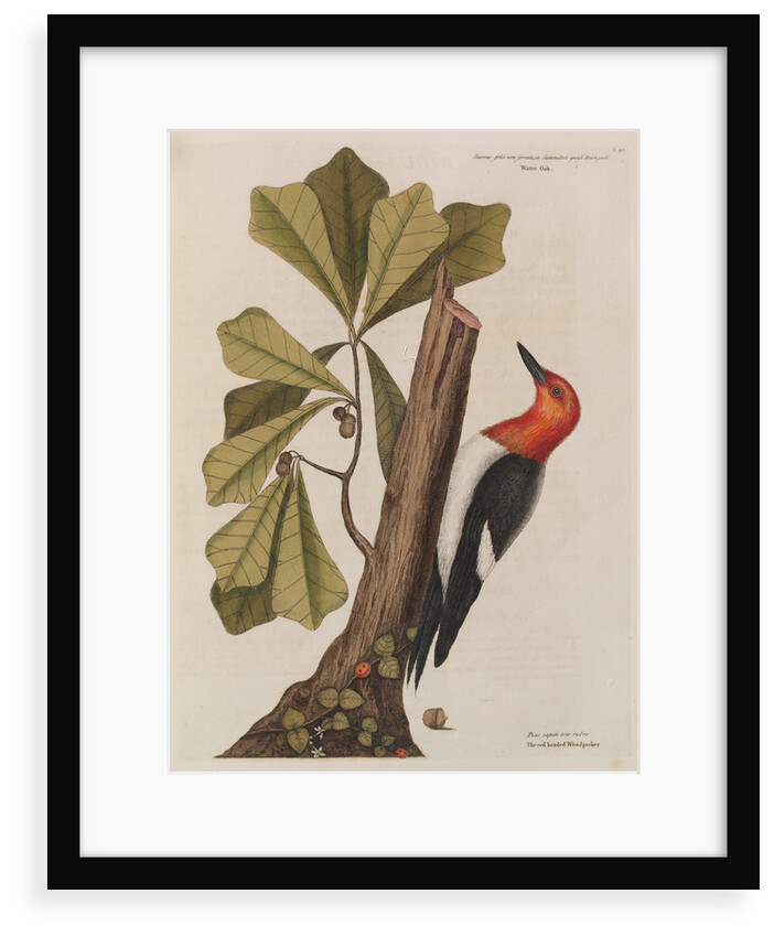 The 'red-headed wood-pecker' and the 'water oak' by Mark Catesby
