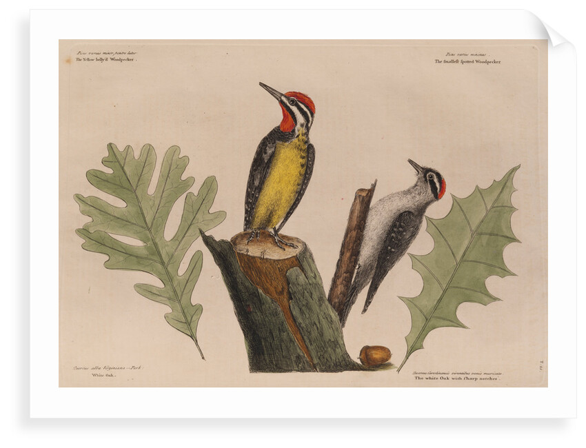 The 'yellow belly'd wood-pecker' and the 'smallest spotted wood-pecker' by Mark Catesby