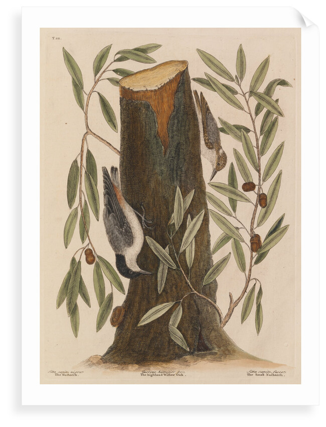 The 'nuthatch', the 'small nuthatch' and the 'highland willow oak' by Mark Catesby