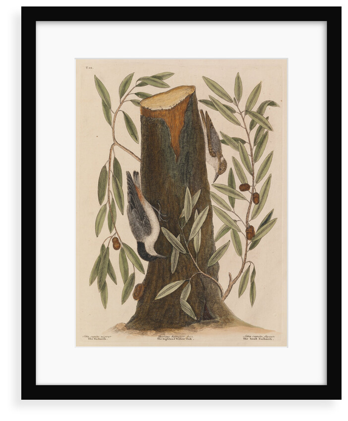 The 'nuthatch', the 'small nuthatch' and the 'highland willow oak' by Mark Catesby
