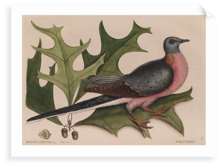 The 'pigeon of passage' and the 'red oak' by Mark Catesby