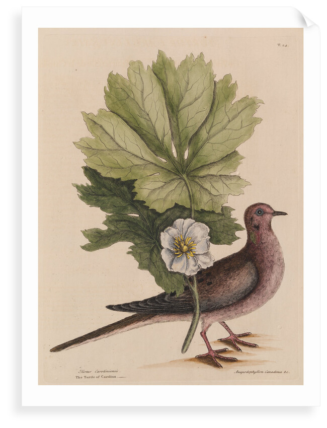 The 'turtle of Carolina' and the 'may apple' by Mark Catesby