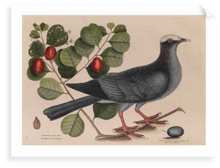 The 'white-crown'd pigeon' and the 'cocoa plum' by Mark Catesby