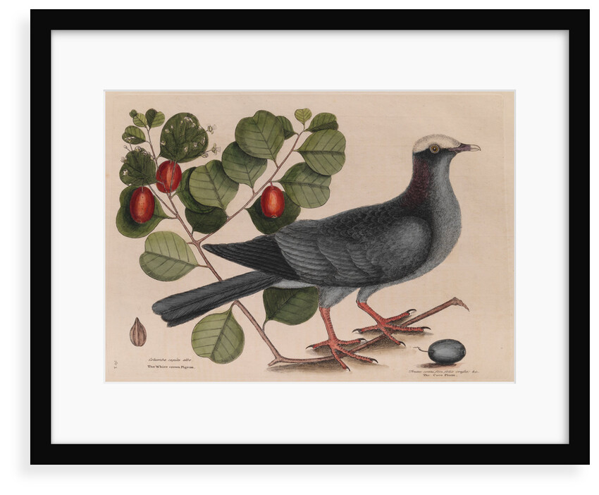 The 'white-crown'd pigeon' and the 'cocoa plum' by Mark Catesby