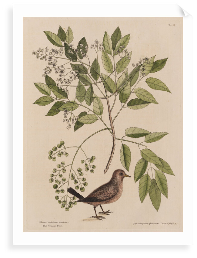 The ground-dove and the pellitory, or tooth-ach tree by Mark Catesby