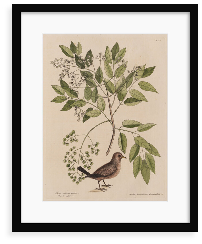 The ground-dove and the pellitory, or tooth-ach tree by Mark Catesby