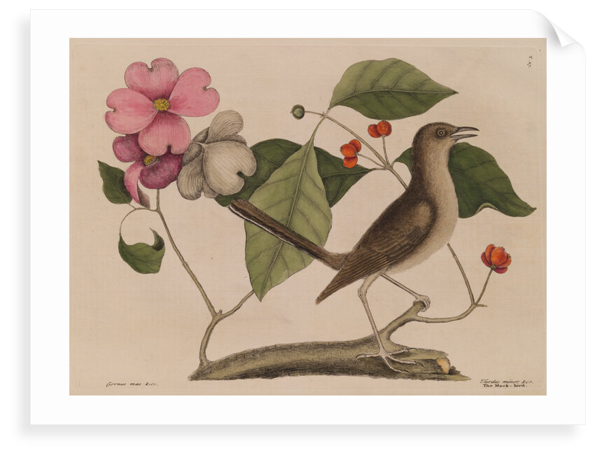 The 'mock-bird' and the dogwood tree by Mark Catesby