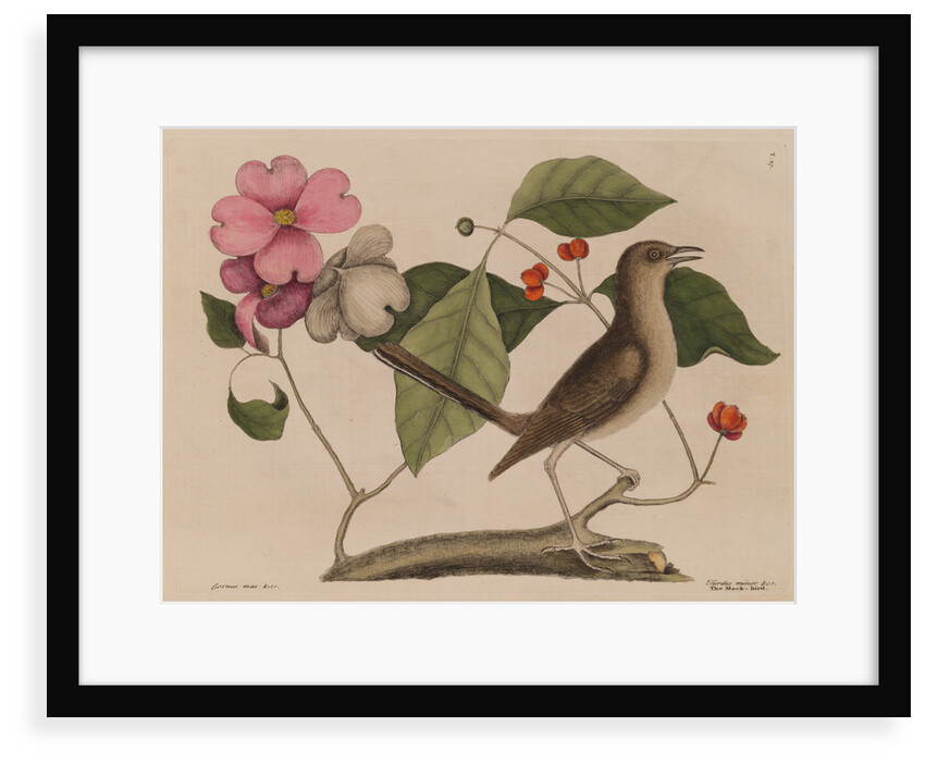 The 'mock-bird' and the dogwood tree by Mark Catesby