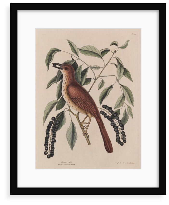 The 'fox coloured thrush' and the 'cluster'd black cherry' by Mark Catesby